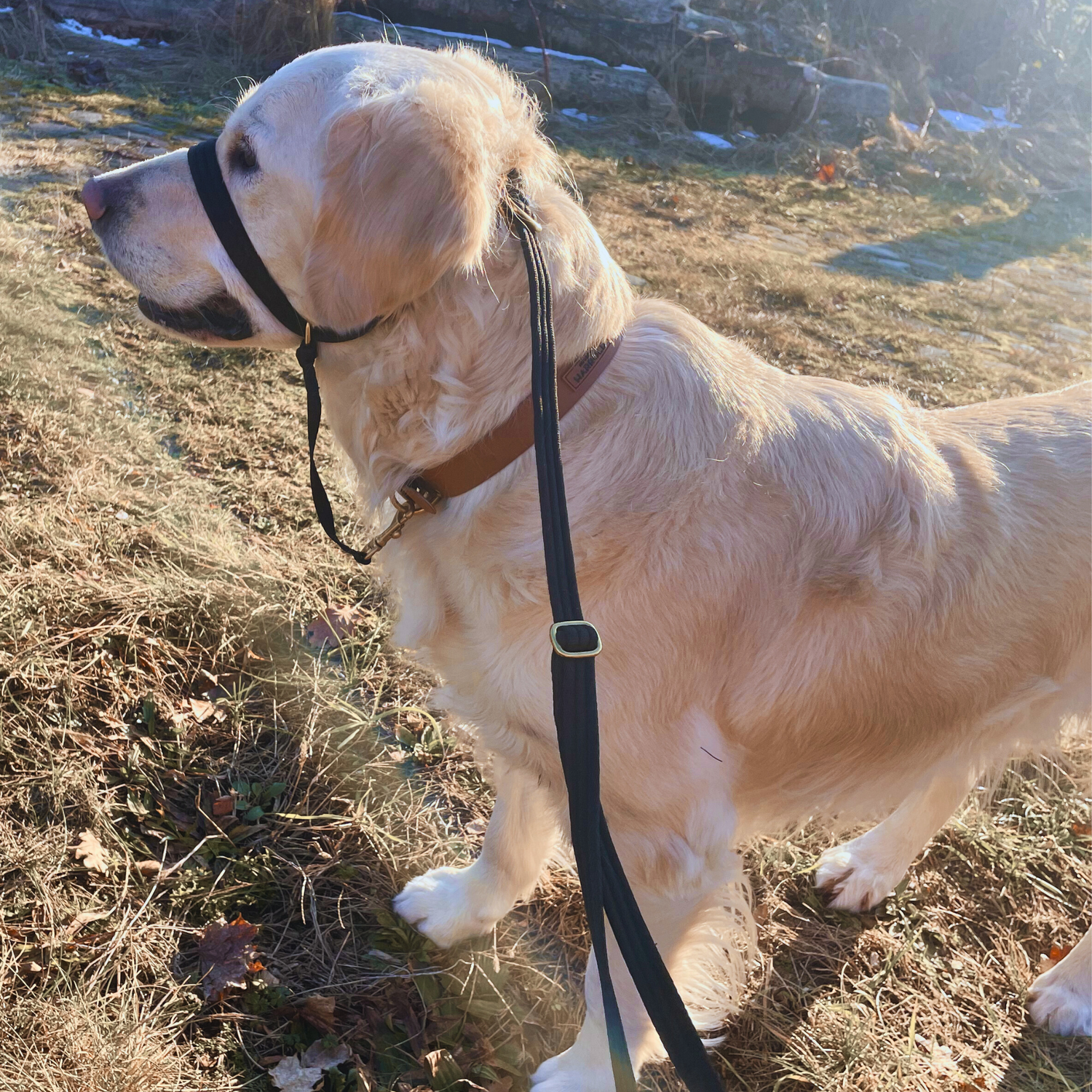 Anti-Pull Leash for Confident Control