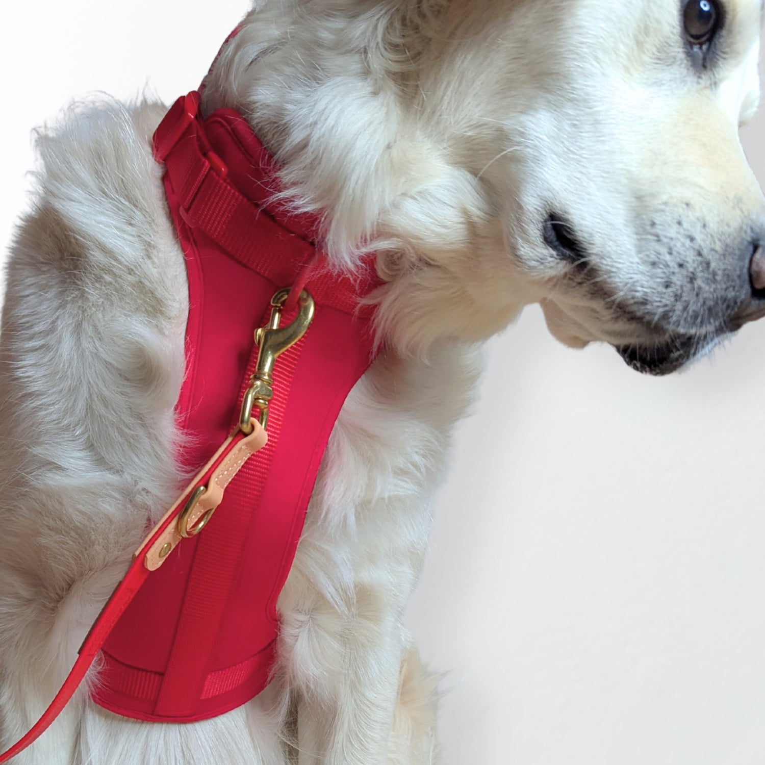 ComfortFit No-Pull Harness - Red with brass hardware, soft neoprene, and anti-pull technology by House of Harrold for effortless dog control