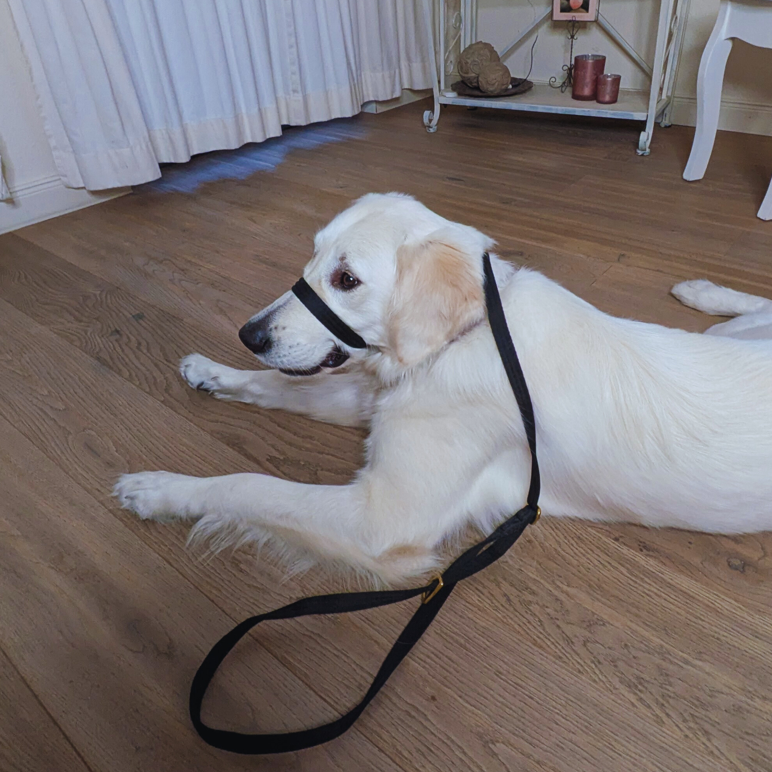 NoStorm Anti-Pull Leash with brass hardware and durable high quality material for gentle dog control by House of Harrold